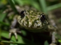 Pélodyte ponctué © Anne-Cécile Monnier