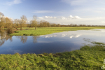 Frayère à brochet, La Meuse © Anne-Cécile Monnier