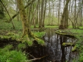 Ruisseau forestier en vallée de la Marne (52) © Anne-Cécile Monnier