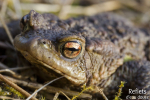 Crapaud commun © Anne-Cécile Monnier