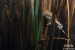 Crapaud commun © Anne-Cécile Monnier