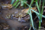 Crapaud commun © Anne-Cécile Monnier