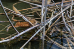 Crapaud commun © Anne-Cécile Monnier