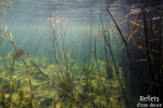 Etang forestier © Anne-Cécile Monnier