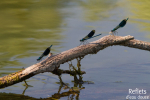 Demoiselles © Anne-Cécile Monnier