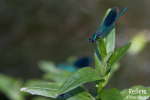 Demoiselle © Anne-Cécile Monnier