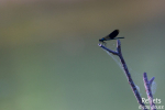 Demoiselle © Anne-Cécile Monnier