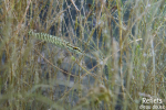 Brochet © Anne-Cécile Monnier