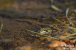 Grenouille verte © Anne-Cécile Monnier