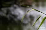 Demoiselle © Anne-Cécile Monnier