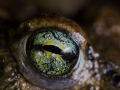 Crapaud calamite © Anne-Cécile Monnier