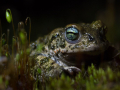 Crapaud calamite © Anne-Cécile Monnier