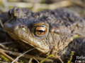 Crapaud commun © Anne-Cécile Monnier