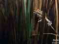 Crapaud commun © Anne-Cécile Monnier