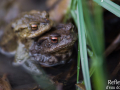 Crapaud commun © Anne-Cécile Monnier