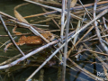 Crapaud commun © Anne-Cécile Monnier