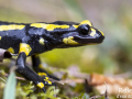 Salamandre tachetée © Anne-Cécile Monnier