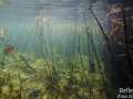 Etang forestier © Anne-Cécile Monnier
