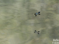 Demoiselle © Anne-Cécile Monnier