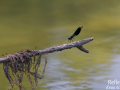 Demoiselle © Anne-Cécile Monnier