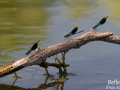 Demoiselles © Anne-Cécile Monnier
