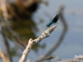 Demoiselle © Anne-Cécile Monnier