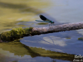 Demoiselle © Anne-Cécile Monnier