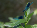 Demoiselle © Anne-Cécile Monnier