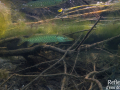 Brochet © Anne-Cécile Monnier