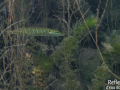 Brochet © Anne-Cécile Monnier