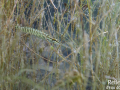 Brochet © Anne-Cécile Monnier