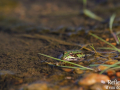 Grenouille verte © Anne-Cécile Monnier