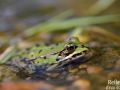 Grenouille verte © Anne-Cécile Monnier