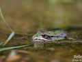 Grenouille verte © Anne-Cécile Monnier