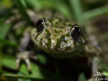 Pélodyte ponctué © Anne-Cécile Monnier