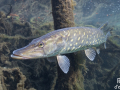 Brochet © Anne-Cécile Monnier