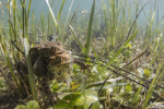 Crapaud commun © Anne-Cécile Monnier