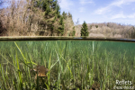 Crapaud commun © Anne-Cécile Monnier