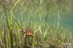 Crapaud commun © Anne-Cécile Monnier