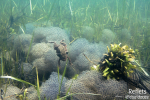 Crapaud commun plongeant dans les pontes de grenouille © Anne-Cécile Monnier