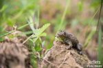 Crapaud sonneur à ventre jaune © Anne-Cécile Monnier