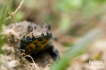 Crapaud sonneur à ventre jaune © Anne-Cécile Monnier