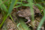 Crapaud sonneur à ventre jaune © Anne-Cécile Monnier