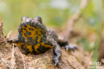Crapaud sonneur à ventre jaune © Anne-Cécile Monnier