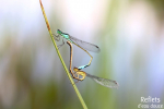 Demoiselles en accouplement © Anne-Cécile Monnier