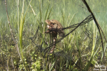 Crapaud commun © Anne-Cécile Monnier