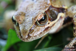 Grenouille rousse © Anne-Cécile Monnier