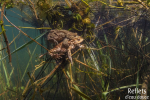 Crapaud commun © Anne-Cécile Monnier