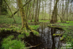 Ruisseau forestier en vallée de la Marne (52) © Anne-Cécile Monnier