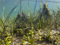 Pontes de crapaud commun © Anne-Cécile Monnier
